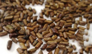 决明子茶的功效 决明子茶的功效与作用泡水喝的功效