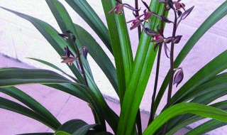 兰花的种类（兰花的种类有多少种）