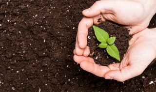微生物对土壤质量的作用 微生物对土壤的影响