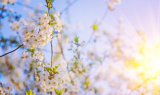 大自然的故事 大自然的故事课外阅读