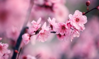 梅花诗句 梅花诗句古诗