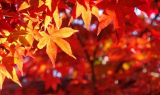 秋天诗句（秋天诗句古诗大全）