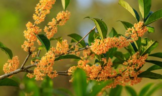 桂花诗句（王维桂花诗句）