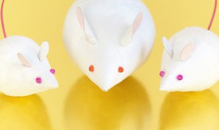 胆小如鼠的意思是什么（如虎添翼的意思是什么）