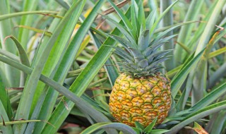 吃金黄菠萝的正确方法（吃金黄菠萝的正确方法视频）