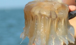 蜇的意思(蛰虫的意思)