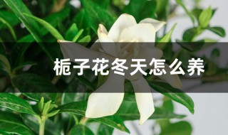 栀子花冬天怎么养（栀子花冬天怎么养殖）