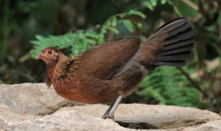 鸡的祖先是谁 鸡的祖先是谁原来是霸王龙