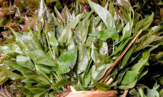 刺五加怎么吃 刺五加怎么吃最佳做法