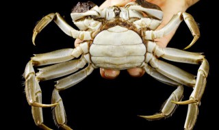 吃螃蟹有哪些作用