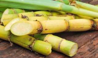 一天吃一根甘蔗可以吗 一天吃一整根甘蔗