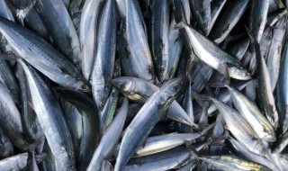 鲅鱼什么人不能吃（鲅鱼什么样人不能吃）