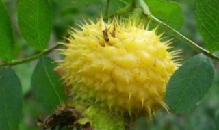 刺梨酒怎么泡 刺梨酒怎么泡要放冰糖嘛