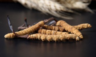 虫草一天吃几根为合适 虫草一天吃几根为合适女人