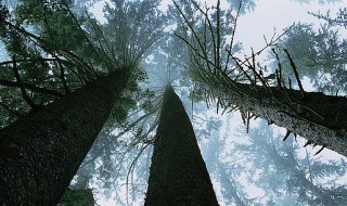 梦见大树（梦见大树枝繁叶茂）