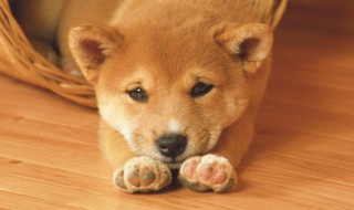 男狗狗名字大全霸气十足