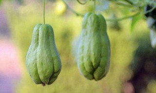 佛手瓜怎么烧(佛手瓜怎么烧好吃要去皮吗)