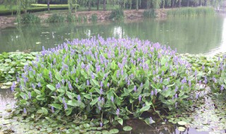 植物有哪些（植物有哪些有趣的自然现象）