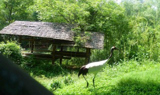 安吉百草园景点介绍 安吉百草园景点介绍视频