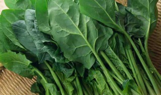 菠菜和豆腐可以一起吃吗（红根菠菜和豆腐可以一起吃吗）
