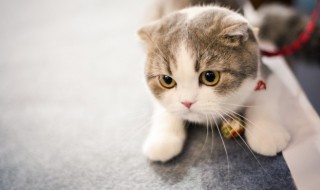 母猫发情怎么办 母猫不想绝育也不想生小猫怎么办