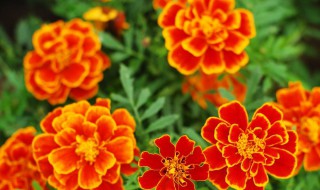 叶黄素是什么 叶黄素是什么维生素