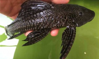 清道夫是什么（清道夫是什么职业）