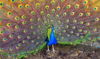 孔雀的资料（孔雀的资料简单介绍）