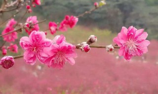 桃花有什么颜色 桃花有什么颜色有什么特点