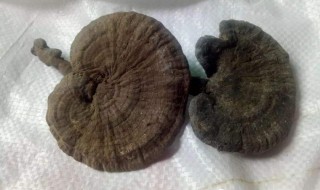 灵芝泡水可以天天喝吗（灵芝泡水可以天天喝吗女人）