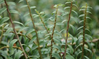 石斛功效与作用 石斛功效与作用及副作用