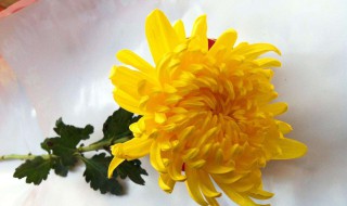 菊花的资料（菊花的资料有哪些）