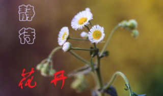 静待花开什么意思 岁月静好静待花开什么意思