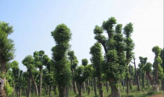 香樟树的资料（香樟树的资料300字左右）