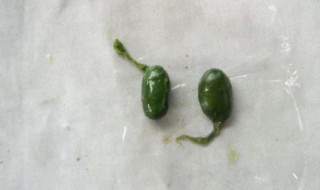 蛇胆的功效与作用 金环蛇胆的功效与作用