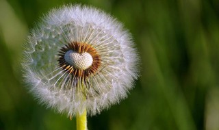 蒲公英的资料（蒲公英的资料和介绍）