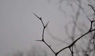 荆棘是什么意思 道路荆棘是什么意思