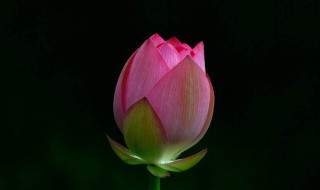 荷花定律是什么意思（荷花定律是什么意思解释）