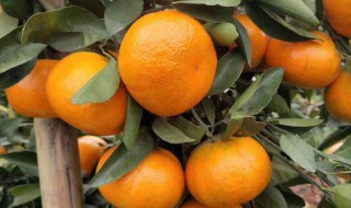 沃柑和茂谷柑哪个好吃 沃柑和茂谷柑哪个更好吃