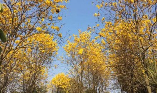 怎么导航前往松山湖黄花风铃木 松山湖黄风铃在哪里