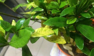 植物叶子发黄缺什么 植物叶子发黄缺什么无机盐