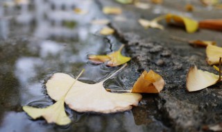 风飘飘雨潇潇下一句是什么（宋词风飘飘雨潇潇下一句是）