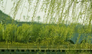 关于风景的诗句古诗 关于风景的诗句古诗四年级