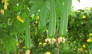 丝瓜种植时间及技术要点 春季丝瓜种植时间及技术要点