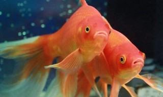 草金怎么养殖方法（草金怎么养殖方法图解）