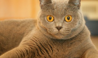 猫吃多了会怎么样 芬苯达唑片猫吃多了会怎么样