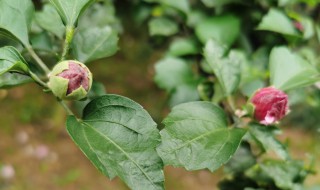 蜡梅花养殖方法（蜡梅花养殖方法和技术）