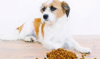 狗狗盐吃多了会怎么样 狗狗盐吃多了会怎么样图片