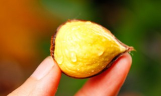 栗子的功效与做法（栗子的功效与做法禁忌）