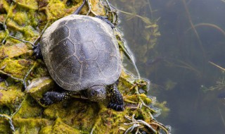 哪些人不适合吃甲鱼 吃甲鱼七大禁忌